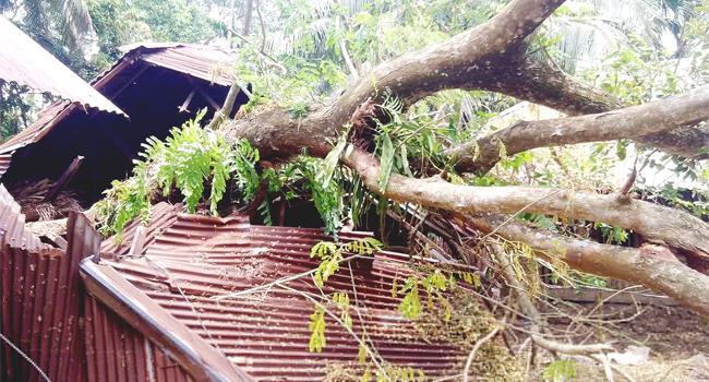 ঘূর্ণিঝড় কেড়ে নিলো নিঃসন্তান বিধবার একমাত্র ঘর