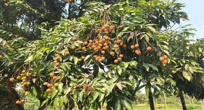 প্রতিকূল আবহাওয়ায় লিচুর ফলন বিপর্যয়, দিশেহারা লিচু চাষিরা