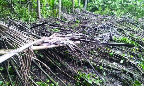 রেমালে বেতাগী পানচাষিদের ব্যাপক ক্ষতি