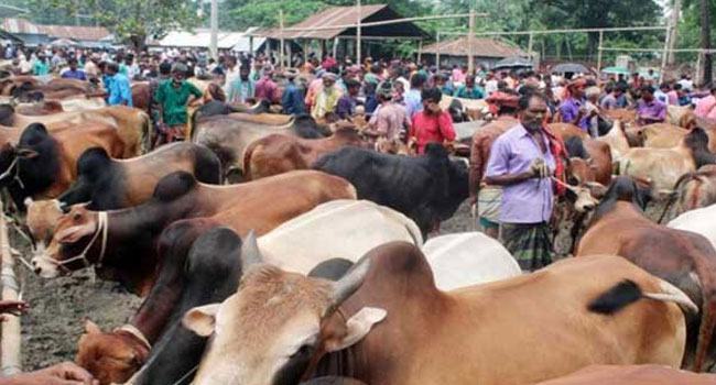 ঢাকায় কোরবানির পশুর হাটের ইজারা এখনো শেষ হয়নি