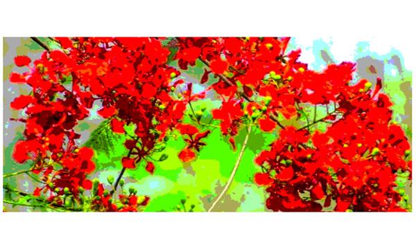 কৃষ্ণচূড়া রঙে