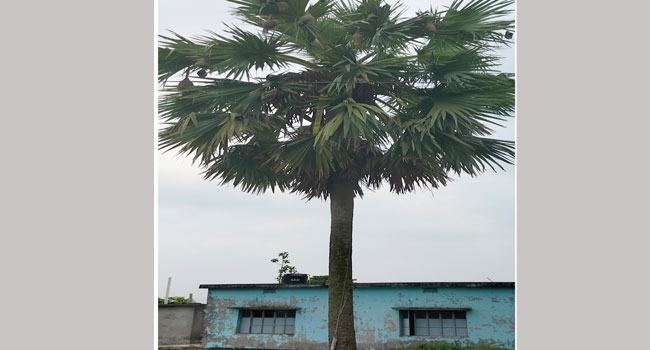 শিল্পী বাবুই পাখি আজ মুলাদীতে বিলুপ্তির পথে