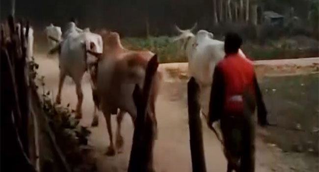 মিয়ানমার থেকে বাংলাদেশে ঢুকছে শত শত গরু