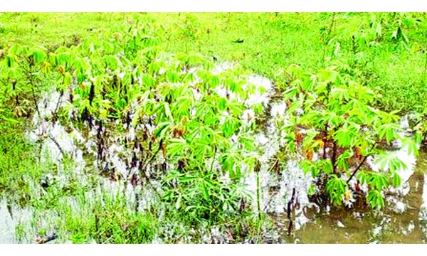 নারায়ণগঞ্জে প্রান্তিক চাষিদের কোটি টাকার সবজি নষ্ট
