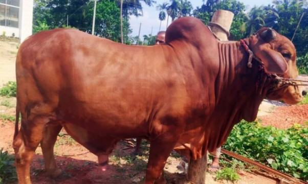 নজর কাড়ছে আবদুল আজিজের শাহীওয়াল জাতের লাল ষাঁড়