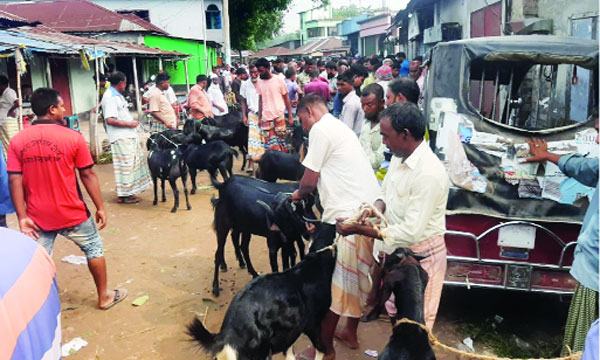 বড়াইগ্রামে অবৈধ পশুর হাট বসিয়ে অর্থ হাতিয়ে নেয়ার অভিযোগ