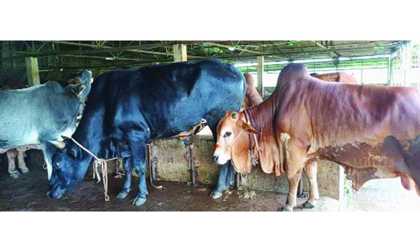 এক ছাদের নিচে পছন্দের গরু মহিষ ছাগল ও ভেড়া