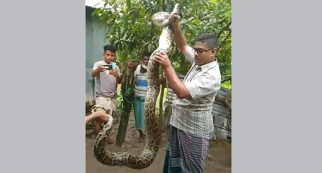 মৌলভীবাজারে গোয়াল ঘর থেকে অজগর উদ্ধার