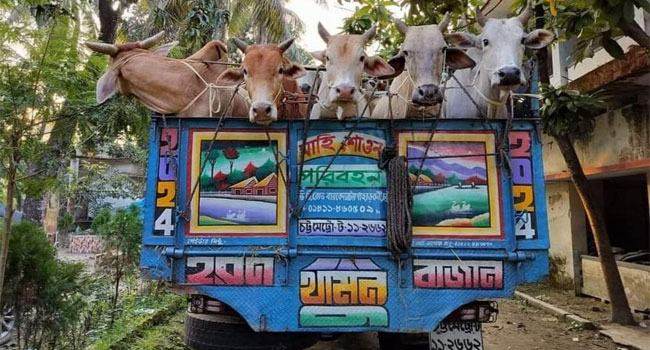 মিয়ানমার সীমান্ত দিয়ে ঢুকছে গরু, চাঁদা দিয়ে যাচ্ছে বিভিন্ন স্থানে