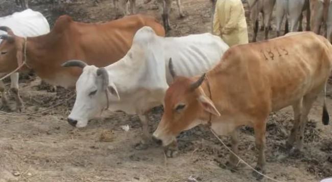 ভারত থেকে বাংলাদেশে গরু চোরাচালানের বিষয়ে যা জানা যাচ্ছে