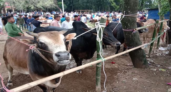 দোয়ারাবাজারে কোরবানির পশুর হাটে ভারতীয় গরু নিয়ে দুশ্চিন্তায় খামারিরা