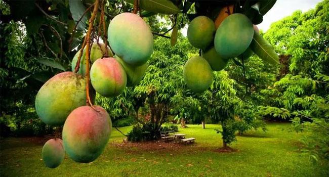 কোন আমের কী বৈশিষ্ট্য এবং পুষ্টিগুণ কেমন?