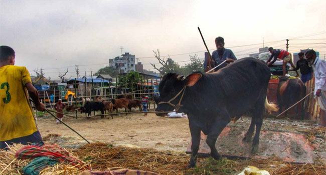 নারায়ণগঞ্জে বসছে ৯১টি পশুর হাট