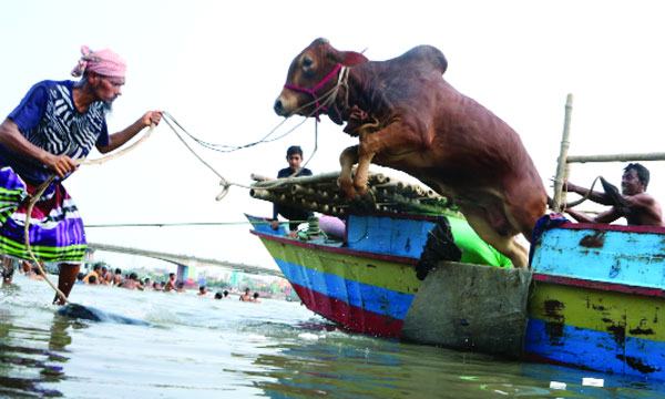গরু নেই লাখ টাকার কমে