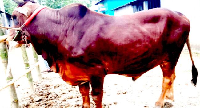 হাট কাঁপাবে ২৫ মণ ওজনের ‘জায়েদ খান’