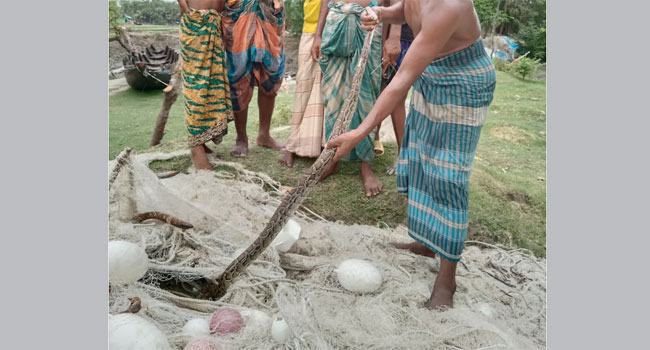পাথরঘাটায় খালের পাড় থেকে অজগর সাপ উদ্ধার