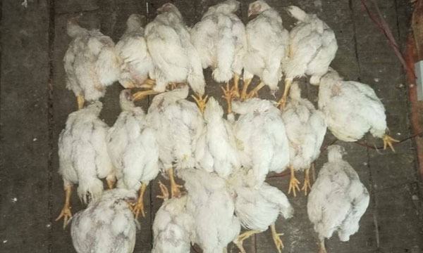 তীব্র গরমে খামারে মরছে মুরগি লোকসানে খামারিরা