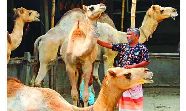 চমক দেখাচ্ছে উট-দুম্বা