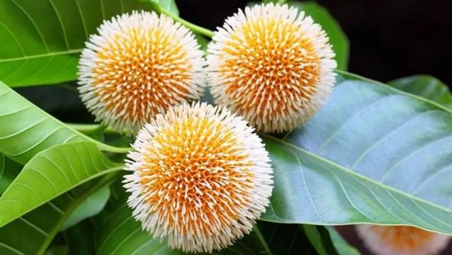 আষাঢ় এলেও হারিয়ে যাচ্ছে বর্ষার স্মারক কদম