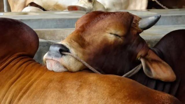 ‘কসাই’ গরু বনাম ঈদের গরু : কুরবানির হাটে দাম যেভাবে বেড়ে যায়