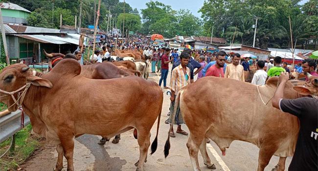 বাগানবাজারে মহাসড়কের ওপর পশুর হাট