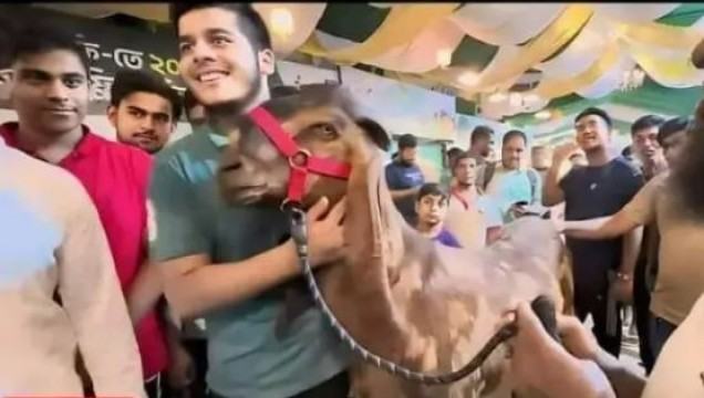 কোরবানিতে ‘১৫ লাখ টাকার ছাগল’ বিক্রি নিয়ে তুলকালাম কাণ্ড
