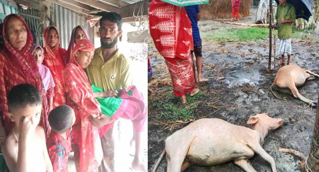 রাঙ্গাবালীতে বজ্রপাতে ২ গবাদিপশুর মৃত্যু, আহত শিশু