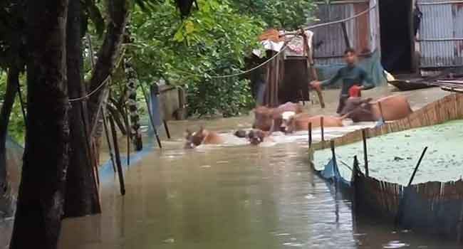 বন্যায় মৌলভীবাজারের ২ লাখ মানুষ পানিবন্দী