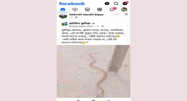 কুমিল্লায় ছড়ানো হচ্ছে রাসেল ভাইপার সাপের ভুয়া তথ্য ও আতঙ্ক