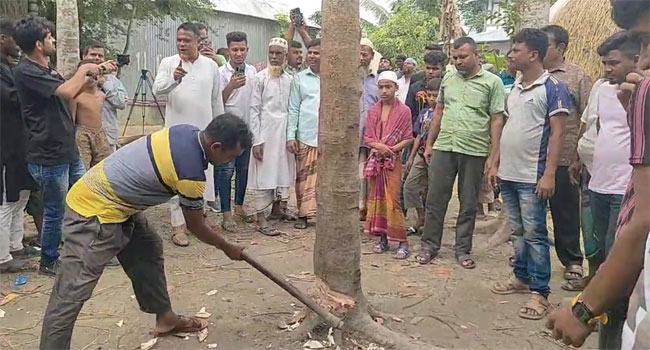 গাছে কথা বলছে গুজবে ভাসছে মুকসুদপুর, কেটে ফেলা হলো সেই গাছ