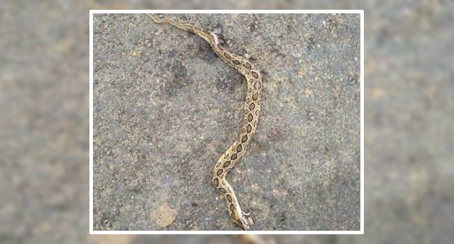 জামালপুরে দেখা মিলল রাসেলস ভাইপারের