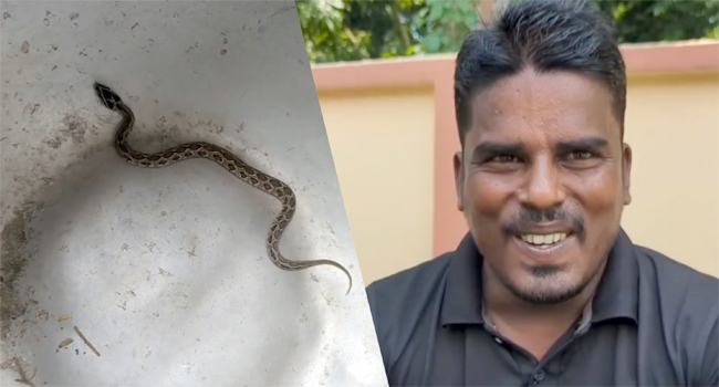 জীবন্ত রাসেল ভাইপার নিয়ে হাজির ব্যক্তি, কিন্তু কথা রাখলেন না আ’লীগ নেতা