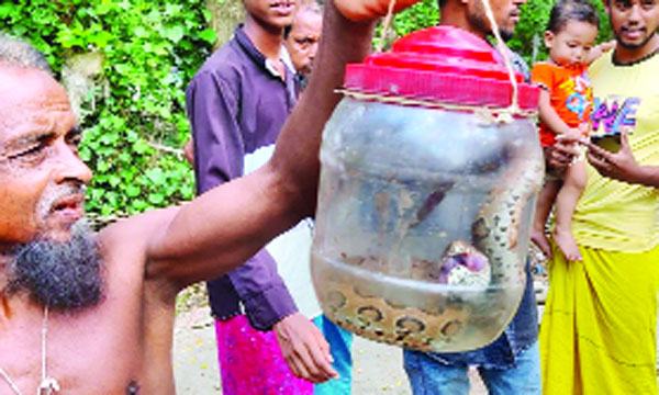 কলাপাড়ায় কৃষকের জালে রাসেলস ভাইপার
