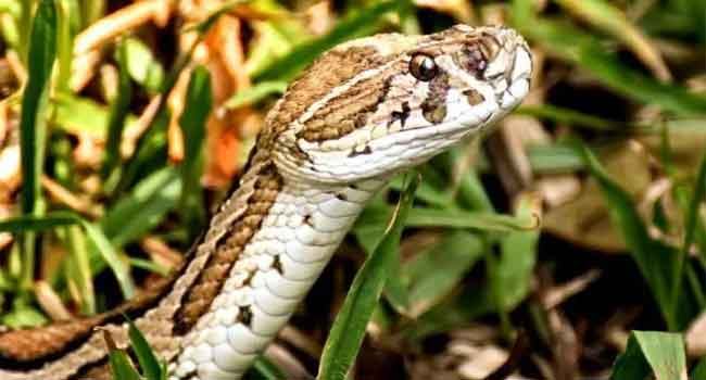 রাসেলস ভাইপার ধরে আনা সেই তিন ব্যক্তিকে পুরস্কার প্রদান