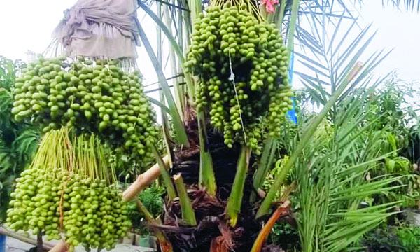 বংশ মর্যাদার খেজুর গাছের দাম ১২ লাখ টাকা