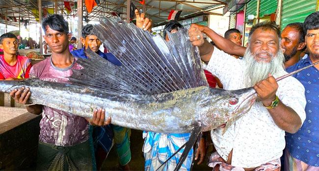 মেঘনায় ধরা পড়ল বিরল প্রজাতির পাখি মাছ