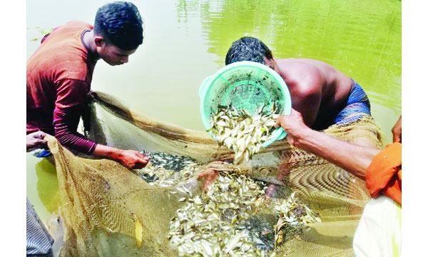 পোনামাছের চাষ করে সফল দেবীগঞ্জের চিনু মাস্টার
