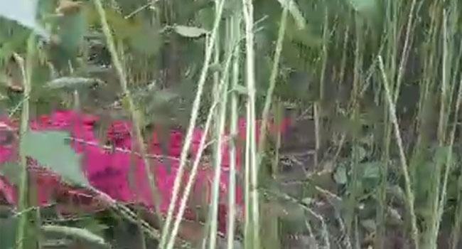 ভাঙ্গায় ধর্ষণের পর হত্যা, যুবতীর লাশ উদ্ধার