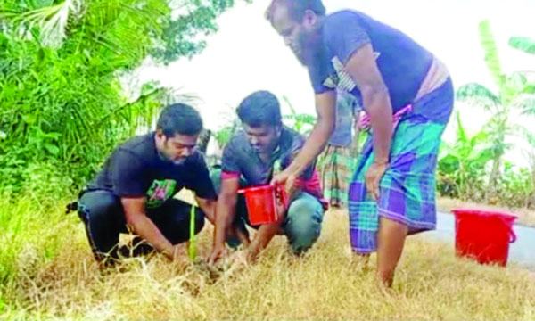 চৌগাছায় তালের চারা রোপণ করছেন বিশ্ববিদ্যালয় পড়–য়া দুই ভাই