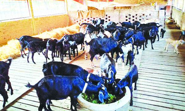 দারিদ্র্যবিমোচনে ভূমিকা রাখছে চুয়াডাঙ্গার ব্ল্যাক বেঙ্গল ছাগল