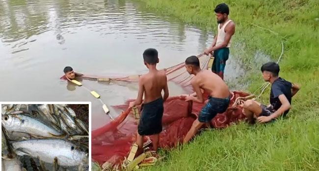 হাতিয়ায় মসজিদের পুকুরে ধরা পড়ল ইলিশ