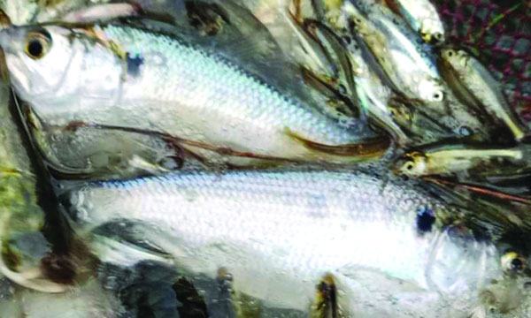 হাতিয়ায় মসজিদের পুকুরে ধরা পড়ল ইলিশ