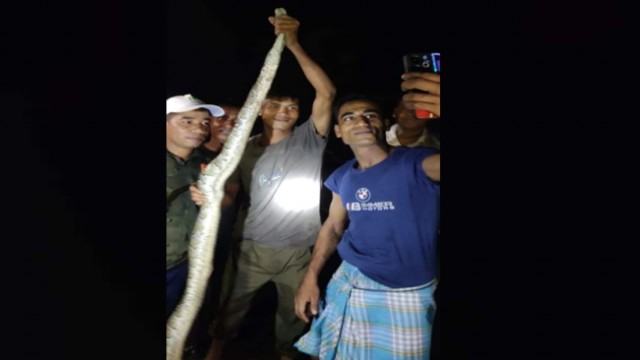 মিরসরাইয়ে লোকালয়ে অজগর, অতঃপর যা হলো