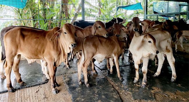 সাভার ডেইরি ফার্মে দুদকের অভিযান : সাদিক অ্যাগ্রোর খামারে ১০টি নিষিদ্ধ ব্রাহমা