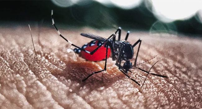 ডেঙ্গুতে আরো ১ জনের মৃত্যু, আক্রান্ত ৫১