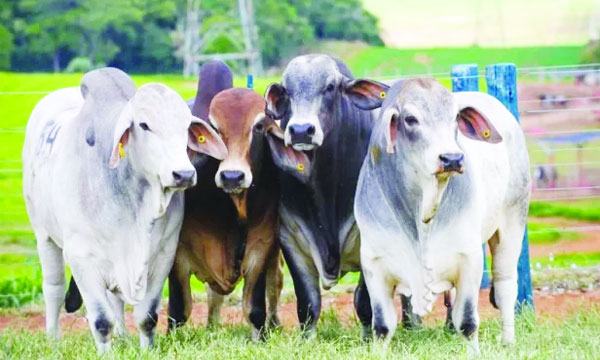 সাদিক অ্যাগ্রোর খামারে ১০টি নিষিদ্ধ ব্রাহমা পাওয়া গেছে