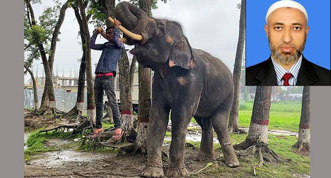 হাতিকে চাঁদা না দেয়ায় শুঁড়ে তুলে আছাড়, ফার্মেসি মালিকের মৃত্যু