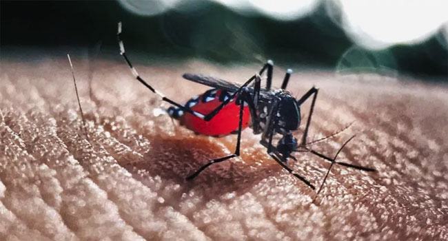 দেশে ডেঙ্গুতে আরো ১ জনের মৃত্যু, আক্রান্ত ৪৯