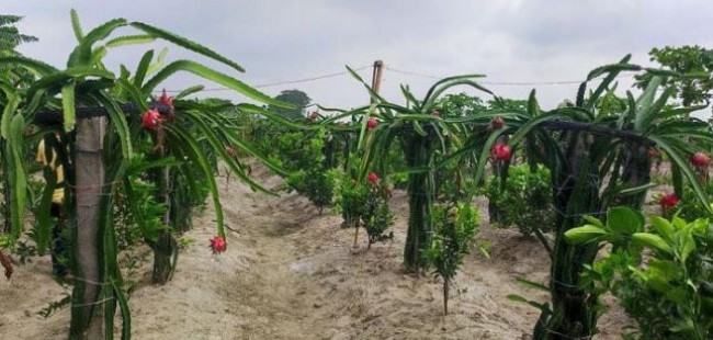 আয়ের পথ দেখাচ্ছে ড্রাগন ফল চাষ