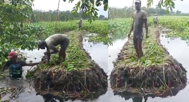 নাজিরপুরে ভাসমান সবজির বেড তৈরিতে ব্যস্ত কৃষকরা